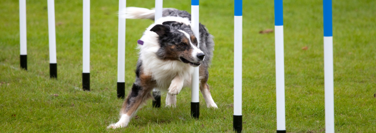Pet Agility Image